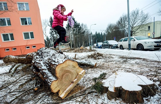 Tém tyi stovky devin nechala pokácet radnice v Brn-Komín. V dubnu ale...