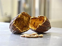 Kakaový plod s kakaovými boby.