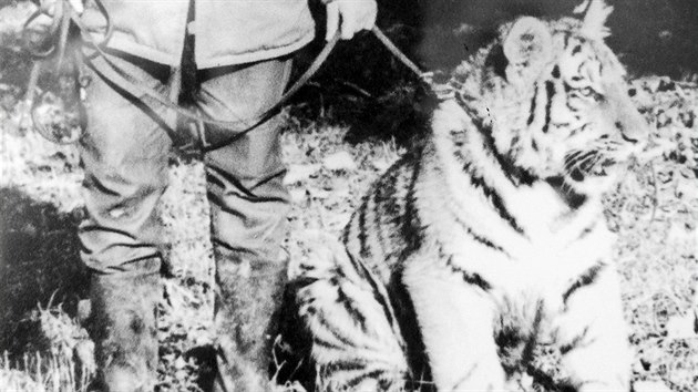 Na umlm odchovu tygra ussurijskho Amura se v Jihlav podlela Marie kov.