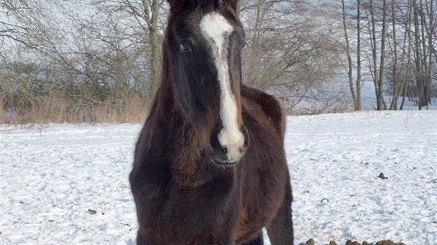 Sttn veterinrn sprva opakovan e soukrom chov kon v Jankov na Beneovsku. Problmem jsou u pana Vondruky i uhynul hbata.