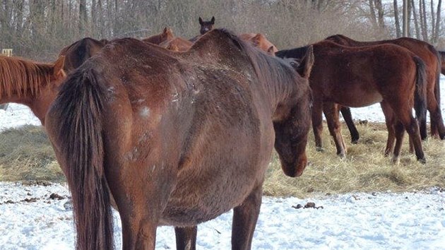 Sttn veterinrn sprva opakovan e soukrom chov kon v Jankov na Beneovsku. Problmem jsou u pana Vondruky i uhynul hbata.