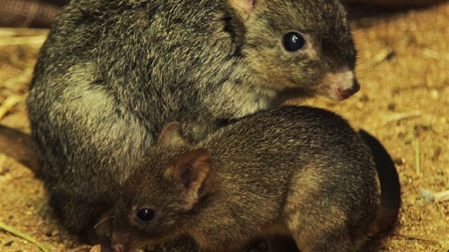 Kloknkm krlikovitm z brnnsk zoo se na konci ledna narodilo mld. Zvata pvodem z Austrlie se vyznauj chpavm ocasem a tm, e tm nepotebuj pt.