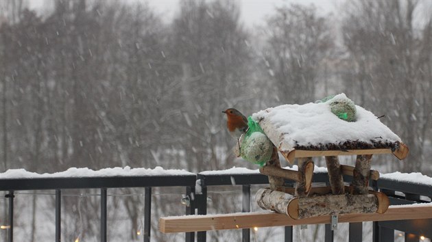 Poslm vm nvtvnky naeho krmtka. Jet hm na brhlka! napsala Albta Pikulov.