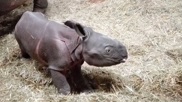 V plzeské zoo se v noci na nedli narodilo samice nosoroce indického Manjule...