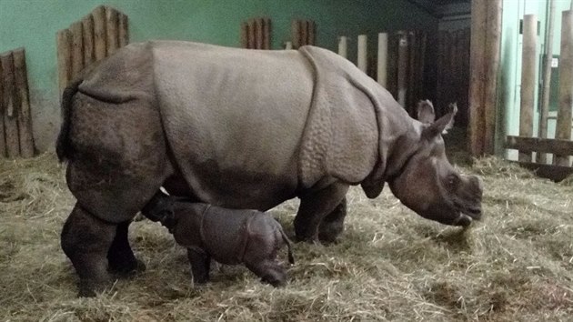 V plzesk zoo se v noci na nedli narodilo samice nosoroce indickho Manjule mld (5. nora 2017).