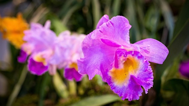 Oblbenou vstavu orchidej, bromli, sukulent a jinch exotickch rostlin kad rok navtv tisce lid.
