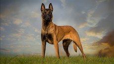 Belgičtí ovčáci malinois se pyšní pevným zdravím. Belgičtí ovčáci malinois se pyšní pevným zdravím.