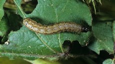 Spodoptera frugiperda pochází z Jižní Ameriky. Spodoptera frugiperda pochází z Jižní Ameriky.