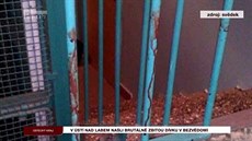 Policie vyšetřuje brutální napadení dívky v Ůstí nad Labem Policie vyšetřuje brutální napadení dívky v Ůstí nad Labem