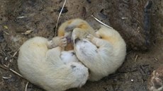 V brněnské zoo se v utajení narodila tři mláďata rosomáka, která matka schovala... V brněnské zoo se v utajení narodila tři mláďata rosomáka, která matka schovala...