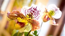 Oblíbenou výstavu orchidejí, bromélií, sukulent a jiných exotických rostlin...