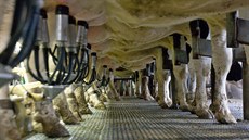 Zemědělský podnik v Brništi má se svými kravami druhou nejvyšší mléčnou... Zemědělský podnik v Brništi má se svými kravami druhou nejvyšší mléčnou...
