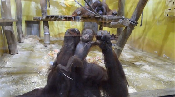 Orangutani v ústecké zoo. 