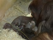 Orangutánek, který se narodil v ústecké zoo 14. prosince 2016 samici unince a...