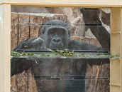 Kiburi jako největší specialista na hlavolam z celé gorilí skupiny. Kiburi jako největší specialista na hlavolam z celé gorilí skupiny.