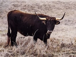 Ani zptn vylechtn pratui pi lovka nepotebuj, maj celou zimu co...