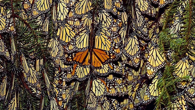 Zimovit monarch sthovavch v Mexiku.