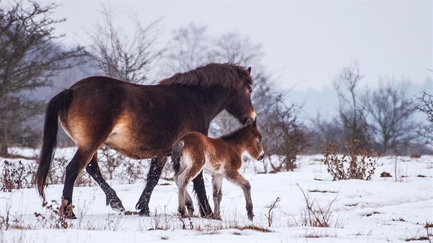 I hbatm, kter se klisnm divokch kon narodila v rezervaci na mst bvalho vojenskho prostoru u Milovic na snhu, se da dobe.
