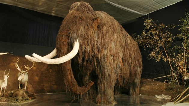 Model mamuta na výstav Lovci mamut v praském Národním muzeu.