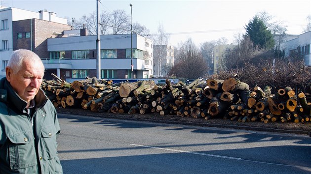 Pokcen stromy ve Steleck ulici v Hradci Krlov