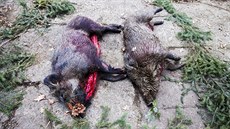 Při sobotní naháňce zastřelili myslivci na východě Prahy dvě divoká prasata. Při sobotní naháňce zastřelili myslivci na východě Prahy dvě divoká prasata.