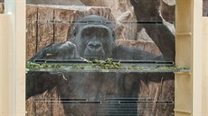 Kiburi jako největší specialista na hlavolam z celé gorilí skupiny. Kiburi jako největší specialista na hlavolam z celé gorilí skupiny.