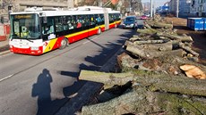 Pokácené stromy ve Střelecké ulici v Hradci Králové Pokácené stromy ve Střelecké ulici v Hradci Králové