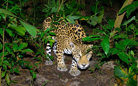 Na kolumbijských pláních dnes ije posledních 5000 jaguár. Ilustraní foto