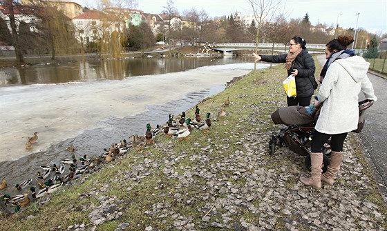 Podél eky Sázavy v centru Havlíkova Brodu jsou voln ijících kachen desítky,...