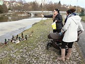 Podél řeky Sázavy v centru Havlíčkova Brodu jsou volně žijících kachen desítky,... Podél řeky Sázavy v centru Havlíčkova Brodu jsou volně žijících kachen desítky,...