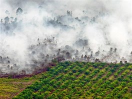 POÁR. V indonéské provincii Riau propukl nedaleko plantáe palmového oleje...