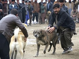 ZÁPAS. Psí zápasy jsou v Afghánistánu oblíbenou zábavou zimních msíc. V...
