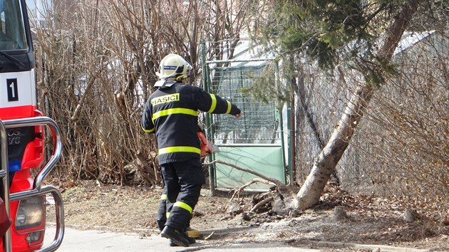 Hasii odstrauj vyvrcen smrk v Ostrav-Zbehu (24. nora 2017)