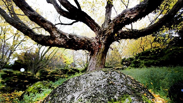 Brnnsk arboretum, v nm byla v beznu 2016 zavradna studentka Mendelovy univerzity.