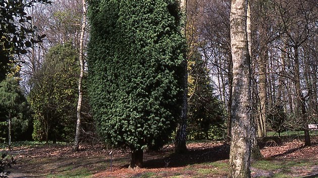 Cypiovec Leylandv (Cupressocyparis leylandii) vysazen jako solitr. Za rok povyroste zhruba o metr, dorst me a ke dvaceti metrm. 