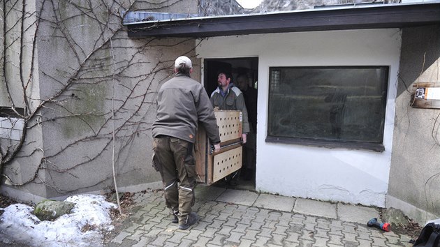 Transport levharta snnho z jihlavsk zoologick zahrady.