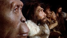 A jet jednou zleva doprava: Australopithecus afarensis, Homo georgicus, Homo...