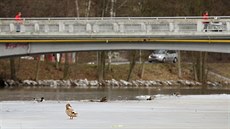 Podél eky Sázavy v centru Havlíkova Brodu jsou voln ijících kachen desítky,...