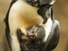 Mlád kokodana Dianina se v ostravské zoo narodilo 2. února.