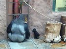 Nejmladímu synovi dovolí gorilí samec ochutnat své rádlo