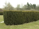 Kompaktní ivý plot z tisu (Taxus baccata Fastigiata). (Dendrologická zahrada...