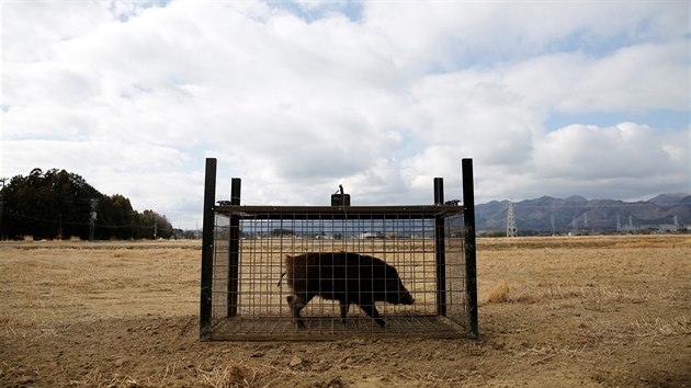 Divok prasata se stala problmem v mstech nedaleko jadern elektrrny Fukuima. (1. bezna 2017)