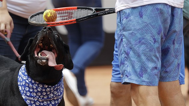 Na tenisovm turnaji ATP v brazilskm Sao Paulo sbrali mky psi z mstnho tulku.