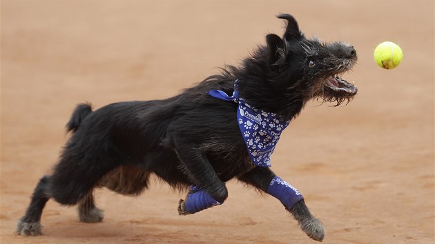 Na tenisovm turnaji v Sao Paulo sbrali mky psi msto dt.