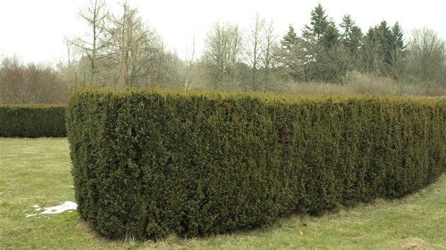 Kompaktn iv plot z tisu (Taxus baccata Fastigiata). (Dendrologick zahrada Prhonice)