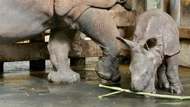 Mld nosoroce indickho, kter se ped mscem narodilo v plzesk zoo, u mohou nvtvnci vidt s jeho matkou Manjulou ve vnitnm vbhu. (2. bezna 2017)