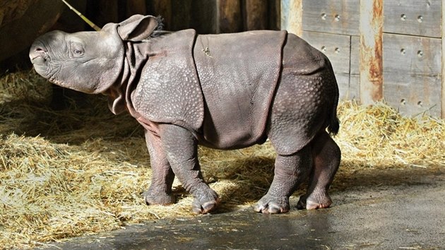 Mld nosoroce indickho, kter se ped mscem narodilo v plzesk zoo, u mohou nvtvnci vidt s jeho matkou Manjulou ve vnitnm vbhu. (2. bezna 2017)