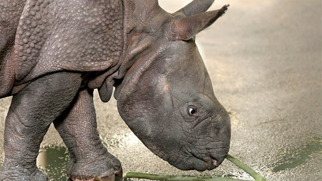 Mlád nosoroce indického, které se ped msícem narodilo v plzeské zoo, u...