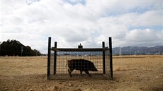 Divoká prasata se stala problémem v mstech nedaleko jaderné elektrárny...