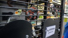 Zájemci o kanárky mají nejen v Chebu kvůli obavám z šíření ptačí chřipky na čas... Zájemci o kanárky mají nejen v Chebu kvůli obavám z šíření ptačí chřipky na čas...